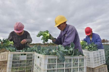 西兰花什么时候采收