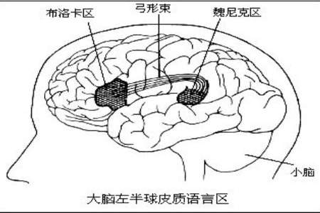 世界上一共有多少种语言