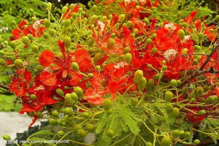 泼水节为什么要在地上撒凤凰花