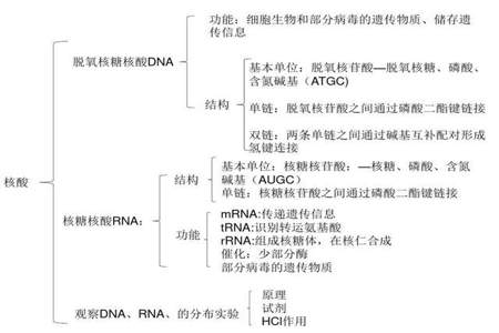 生物实验思路怎么写