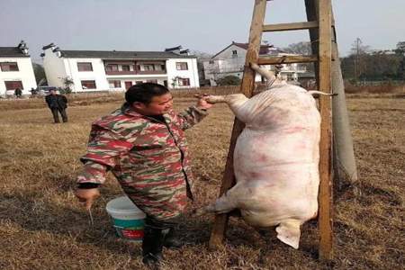 养猪场为什么不能自己杀猪