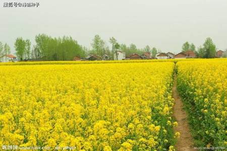 油菜控旺气温要求多高