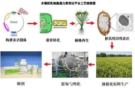 巴西2023年转基因农业怎样