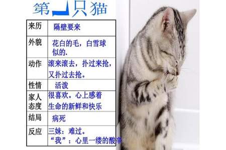 七年级上册猫的感悟