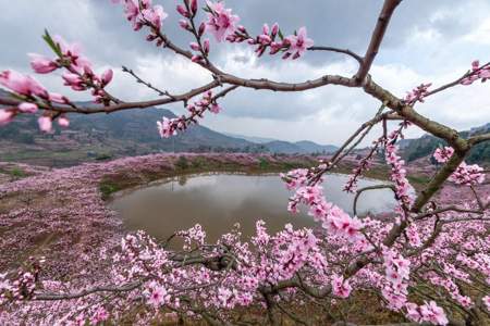 山寺桃花开盛开，上一句是什么