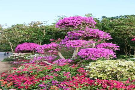 莲花山公园花展车停哪里