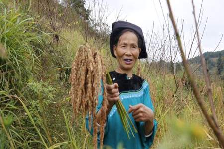 女人说水稻和旱稻是什么意思