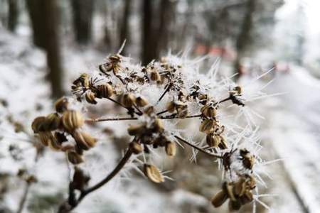 冬天枯枝雪花怎样连成一句话