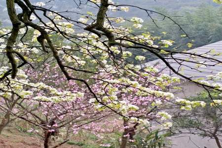 花庭中怎有梨花树什么意思