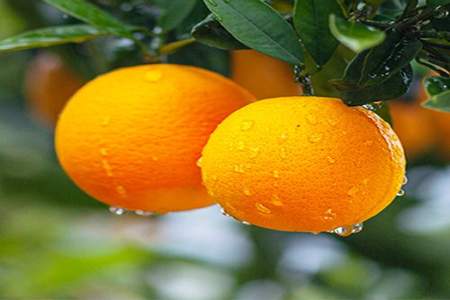 下雨天摘脐橙会影响口感吗