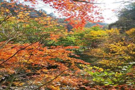 崂山北九水枫叶红了吗