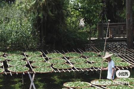 岩茶萎凋程度