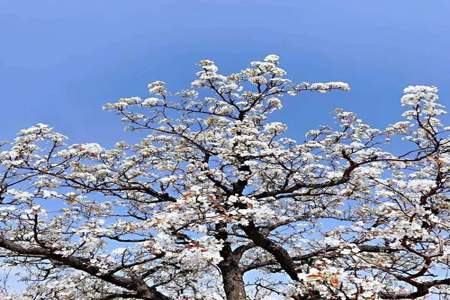 梨花似雪谷主任结局