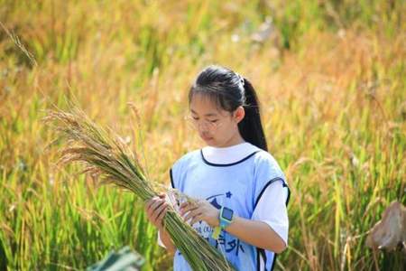 幼儿园秋游割稻谷的文案怎么发