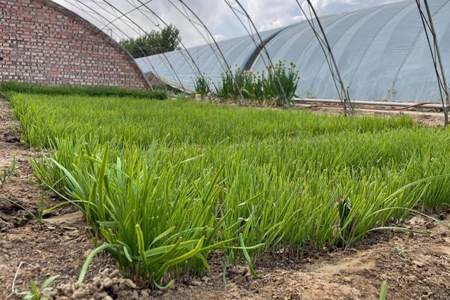 露地韭菜入冬怎么管理