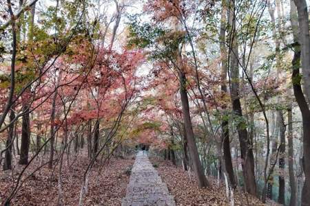 栖霞山观光车直达山顶吗