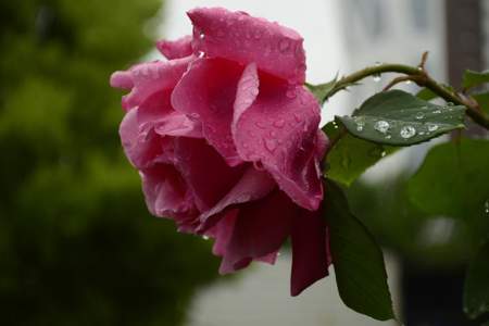 描写风雨里绽放的蔷薇花段落