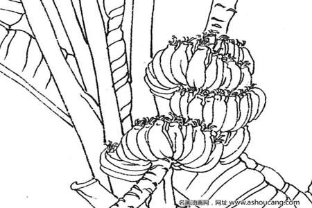 芭蕉催熟的方法用画的形式表达出来