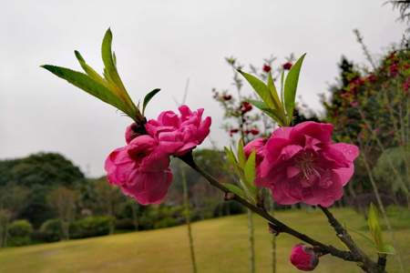 春天暖布谷叫桃花朵朵枝头笑仿句