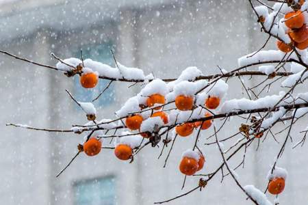 有关雪与柿子的诗句