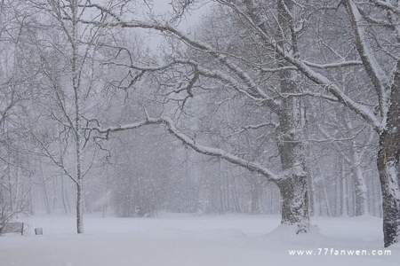 我畏惧寒风却偏爱下雪什么意思