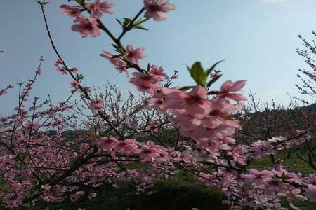 桃花百媚如欲语是什么意思