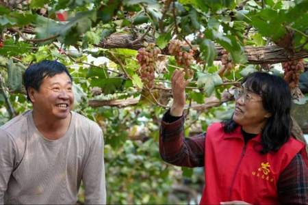 苏酥是麻家后人吗