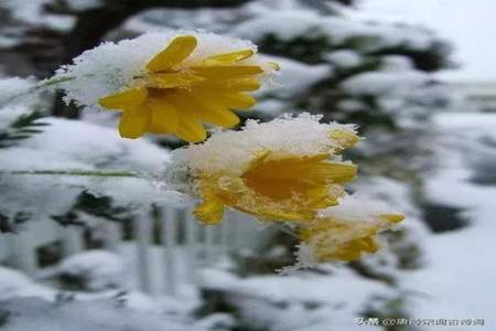 描述花朵雪景的诗句