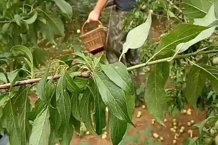 下雨摘李子有什么讲究