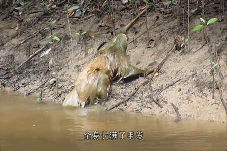 水猴子真名叫做什么