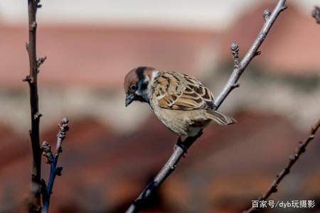 看见一只小麻雀在地上修改病句