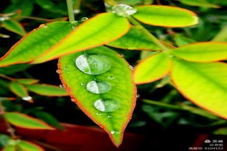 蒙蒙的细雨飘飘洒洒就像什么