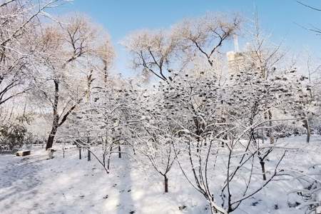 第一场雪的浪漫诗句