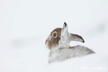 描写小动物爪子在雪地上的形状