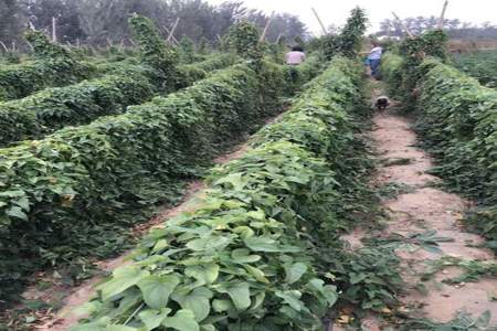 一块地种植过山药要间隔几年可以再继续种植