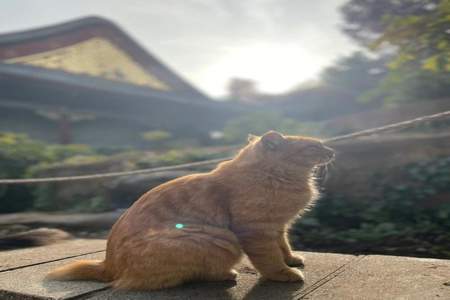 颐和园的猫可以抱走吗