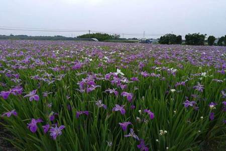 水池边种什么植物