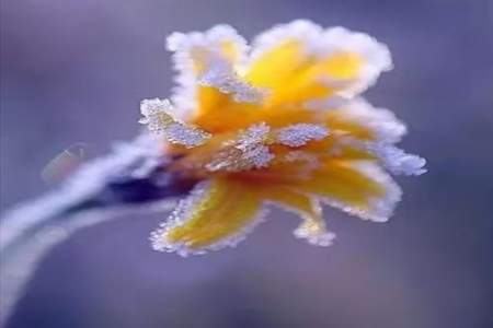 雪花飞舞表达的意境