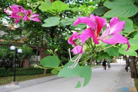 心中的紫荆花凭爱开花同住一家什么意思