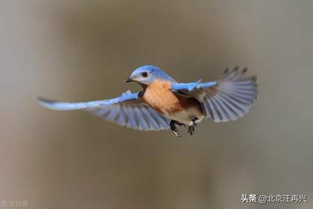 什么小鸟从什么飞来填空