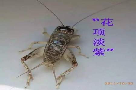 蛐蛐儿是什么意思