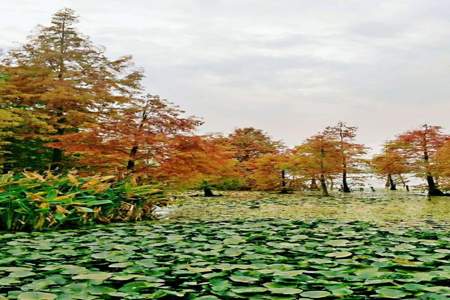 金山湖水杉林栈道怎么过去