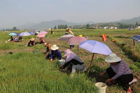 中药种植项目国家补贴找哪个部门