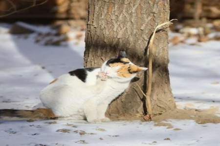 古代用雪洗猫会怎样