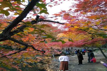 天平山11月枫叶红了吗