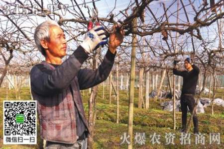 入冬葡萄怎样剪枝