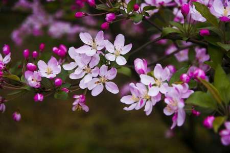 花开花落两由之是什么意思