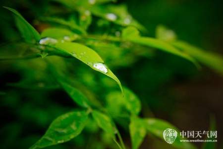 雨后露珠像什么写句子