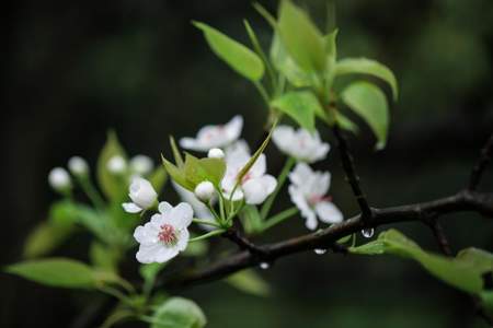 一枝梨花春带雨是什么意思