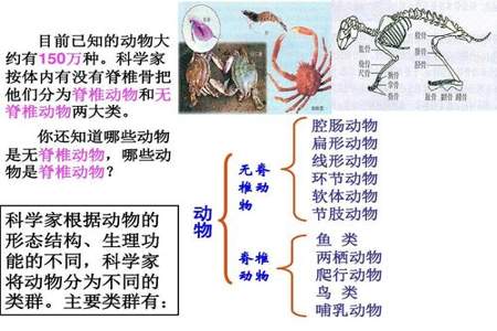 八年级上册生物恒温动物有哪些